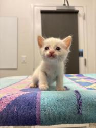 Shelter Stray Female Cat last seen Near N Wayne Ave, 64116, MO, 7077 Elmwood Ave, Kansas City, MO 64132, USA