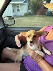Found/Stray Female Dog last seen SW 54th and South Pennsylvania, Oklahoma City, OK 73119