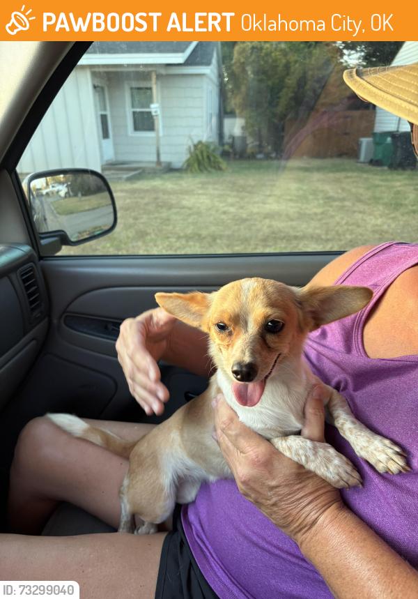 Found/Stray Female Dog last seen SW 54th and South Pennsylvania, Oklahoma City, OK 73119