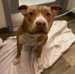 Shelter Stray Male Dog last seen Near Delta Street, San Diego, CA, 92113, 5500 Gaines St, San Diego, CA 92110, USA