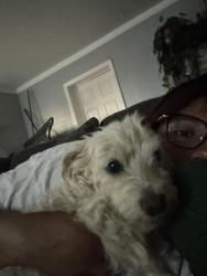 Lost Female Dog last seen Limonite, Riverside, CA 92509