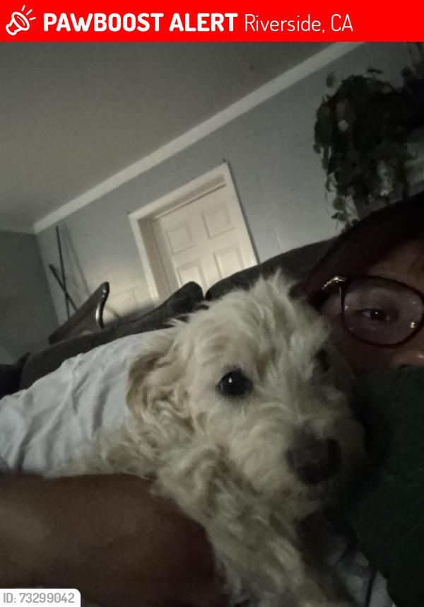 Lost Female Dog last seen Limonite, Riverside, CA 92509