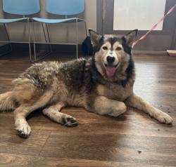 Shelter Stray Female Dog last seen Balboa Avenue, San Diego, CA, 92123, 5500 Gaines St, San Diego, CA 92110, USA