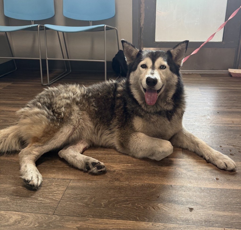Shelter Stray Female Dog last seen Balboa Avenue, San Diego, CA, 92123, 5500 Gaines St, San Diego, CA 92110, USA