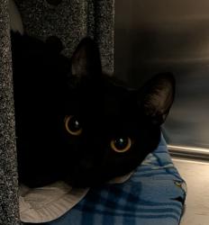 Shelter Stray Female Cat last seen Travis Place, San Diego, CA, 92126, 5500 Gaines St, San Diego, CA 92110, USA