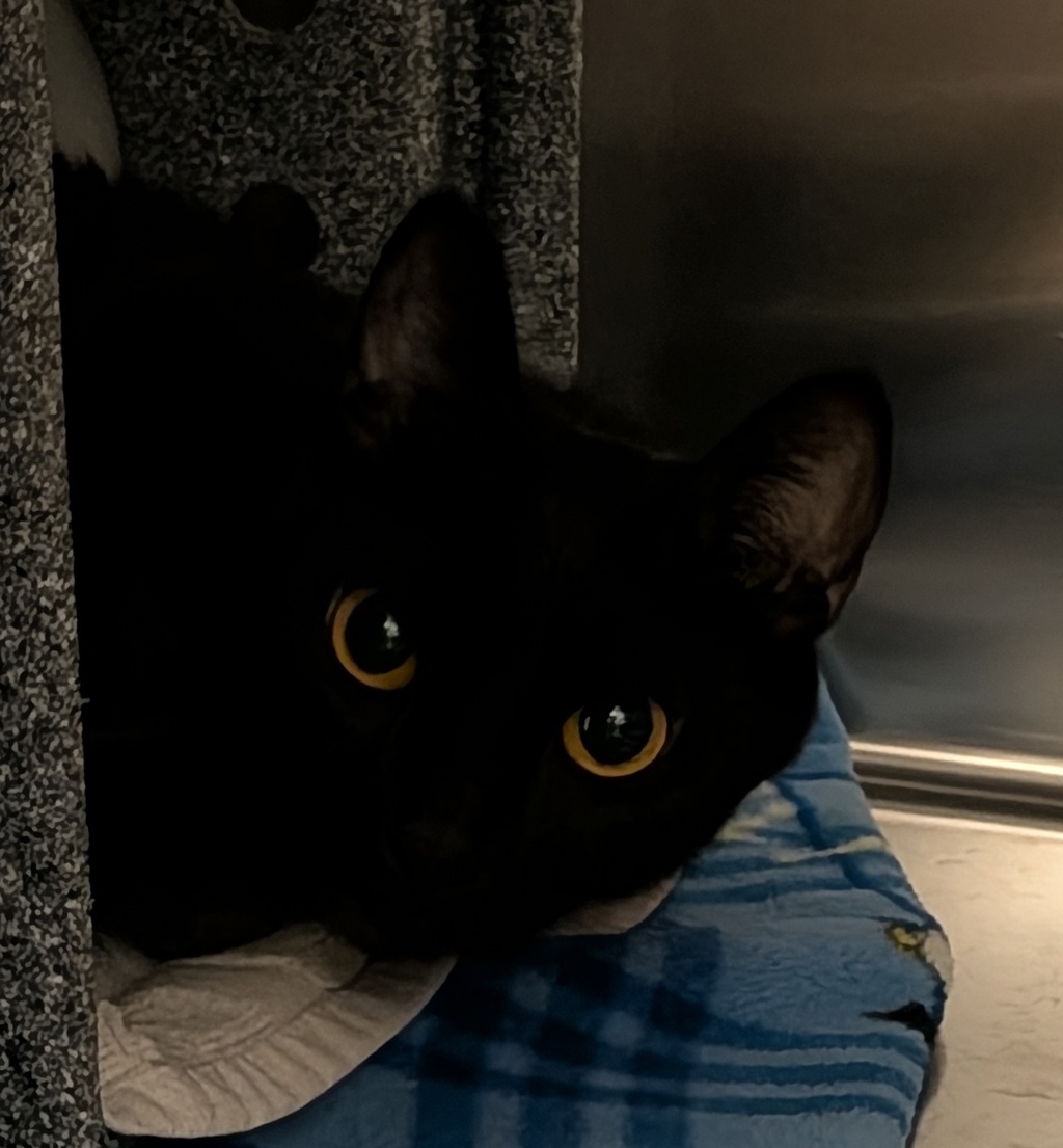 Shelter Stray Female Cat last seen Travis Place, San Diego, CA, 92126, 5500 Gaines St, San Diego, CA 92110, USA