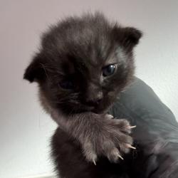 Shelter Stray Male Cat last seen Travis Place, San Diego, CA, 92126, 5500 Gaines St, San Diego, CA 92110, USA