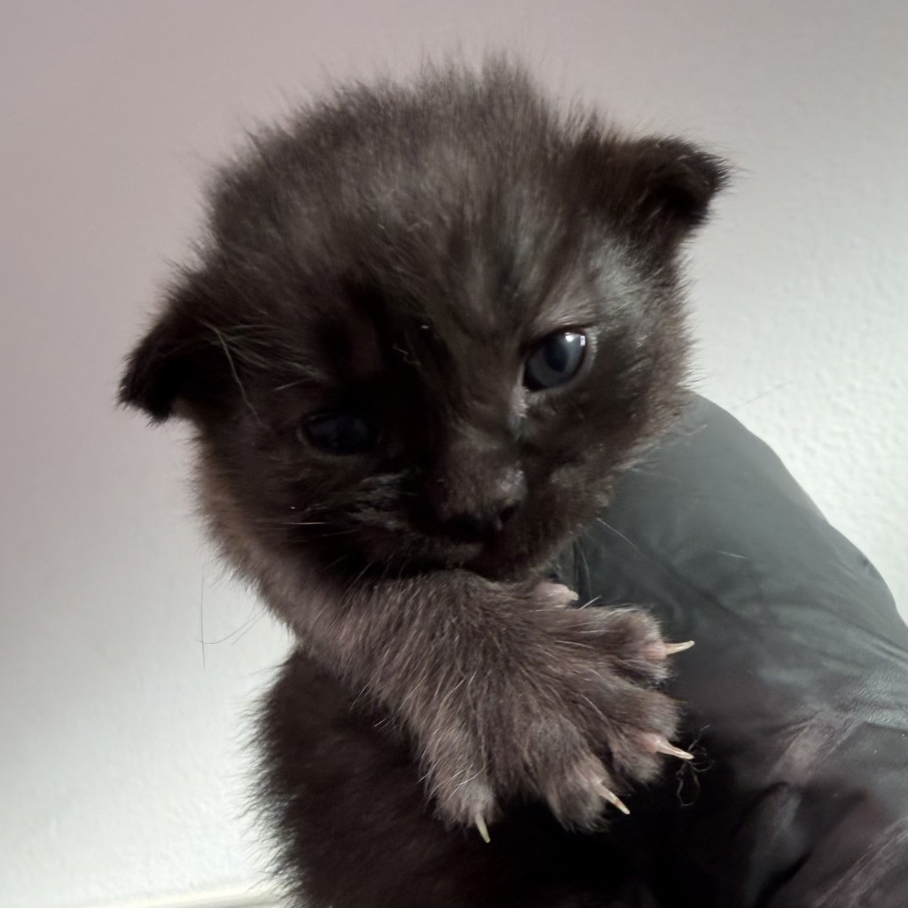 Shelter Stray Male Cat last seen Travis Place, San Diego, CA, 92126, 5500 Gaines St, San Diego, CA 92110, USA