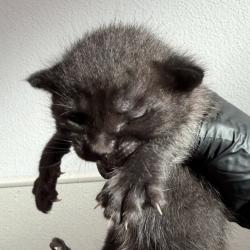 Shelter Stray Male Cat last seen Travis Place, San Diego, CA, 92126, 5500 Gaines St, San Diego, CA 92110, USA