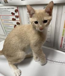 Shelter Stray Male Cat last seen Near Donald Way, Escondido, CA, 92027, Escondido, CA 92027, USA