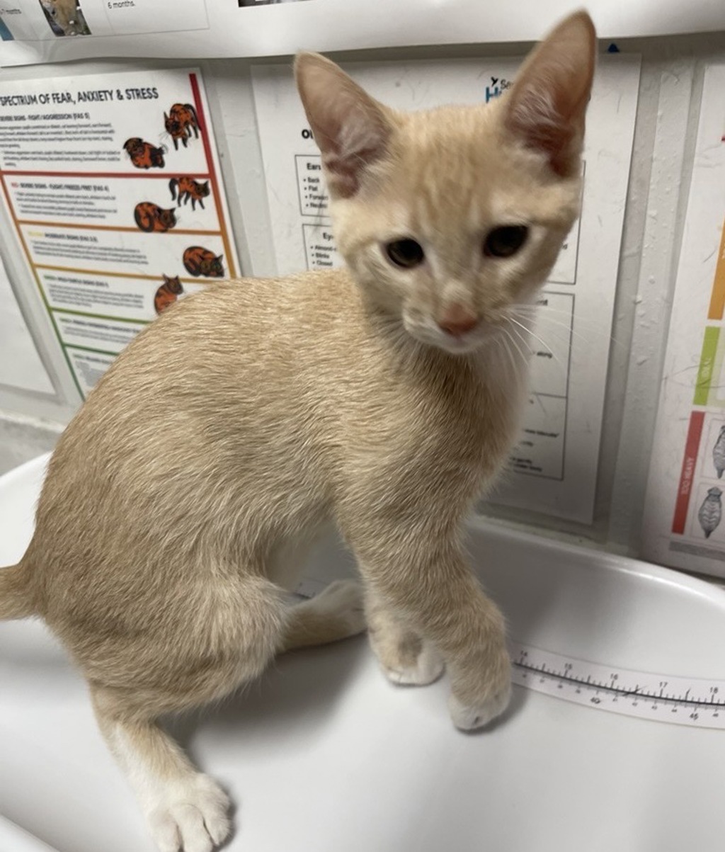 Shelter Stray Male Cat last seen Near Donald Way, Escondido, CA, 92027, Escondido, CA 92027, USA