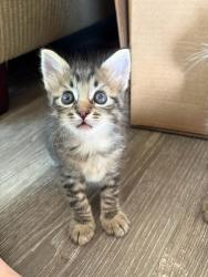 Shelter Stray Male Cat last seen Near Westonhill Drive, San Diego, CA, 92126, 5500 Gaines St, San Diego, CA 92110, USA