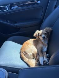 Found/Stray Male Dog last seen Near S Center St, Stockton, CA 95202, Stockton, CA 95202