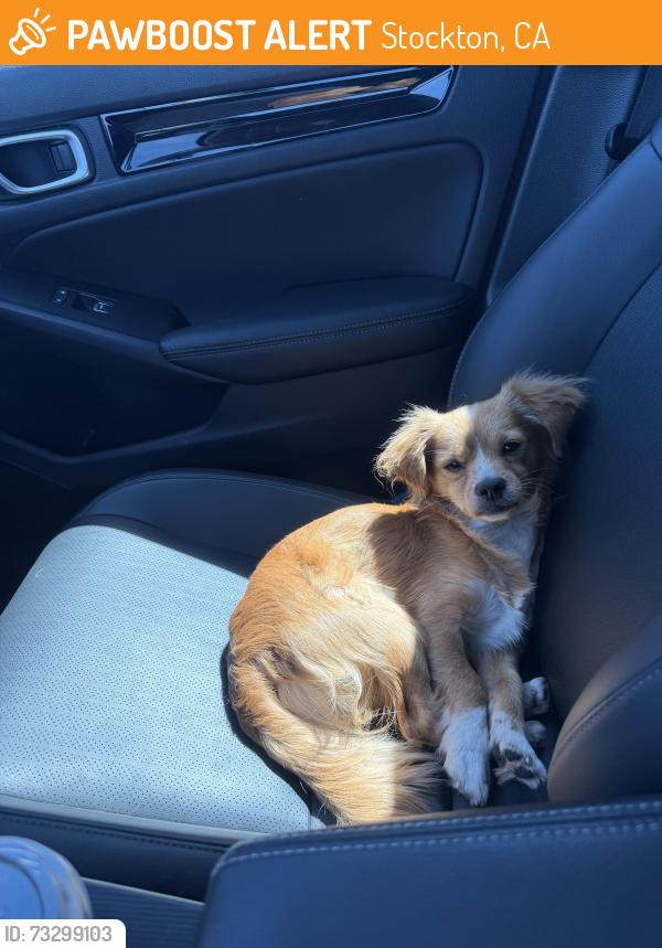 Found/Stray Male Dog last seen Near S Center St, Stockton, CA 95202, Stockton, CA 95202