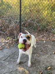 Shelter Stray Female Dog last seen Near Harbor Drive, Oceanside, CA, 92054, Oceanside, CA 92058, USA