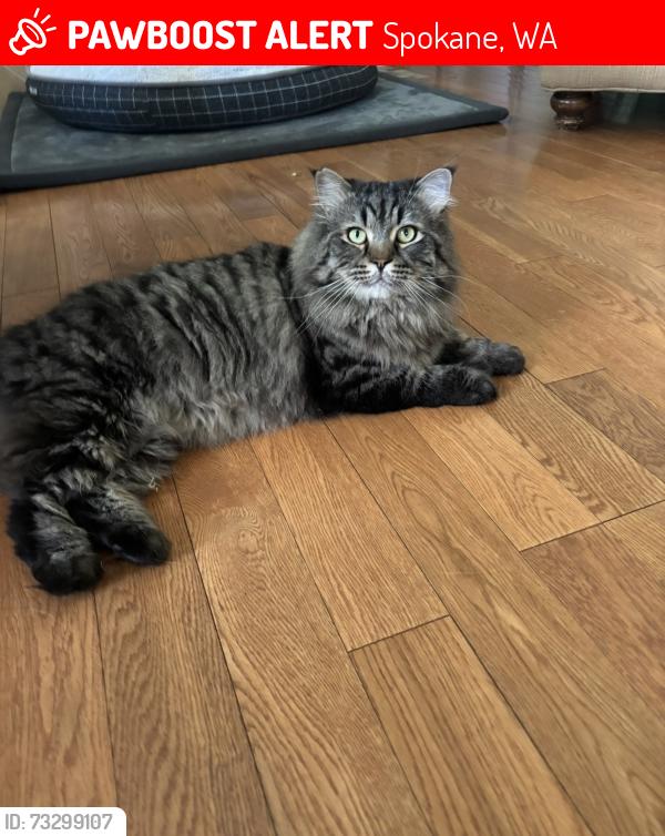 Lost Male Cat last seen Near AVE /Perry/Auther, Spokane, WA 99203