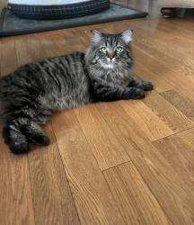 Lost Male Cat last seen Near AVE /Perry/Auther, Spokane, WA 99203