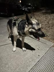 Reunited Male Dog last seen West Leland, Pittsburg, CA 94565