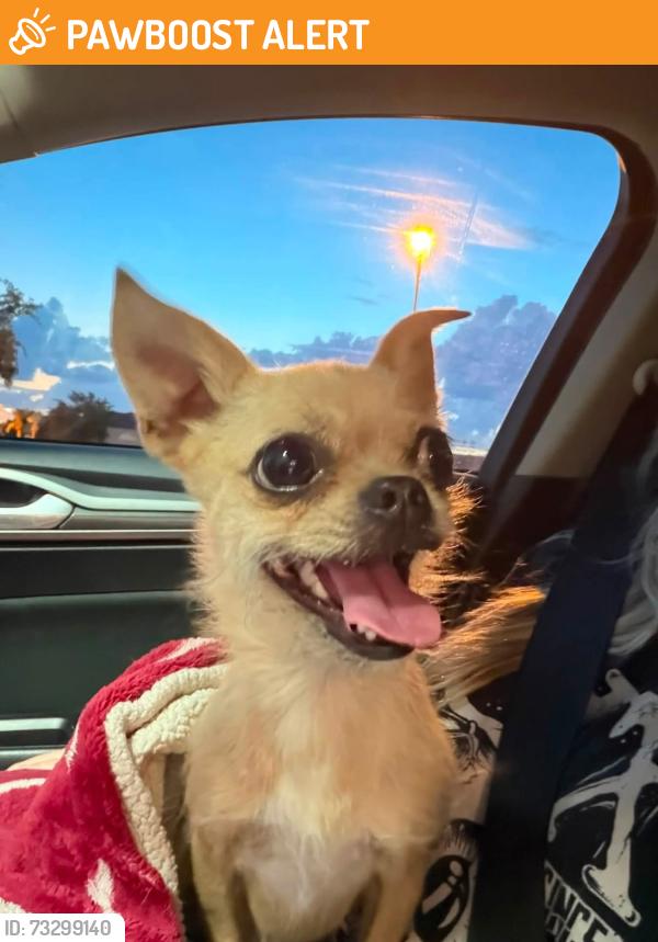 Found/Stray Female Dog last seen 91st Ave and Greenway, Maricopa County, AZ 85345