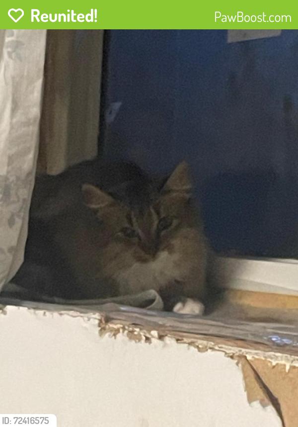 Reunited Unknown Cat last seen Bowness Park, Calgary, AB 