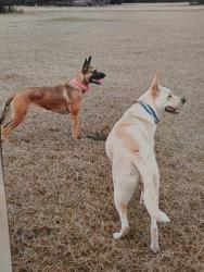 Reunited Male Dog last seen Shepard Hill rd, Willis, TX 77318