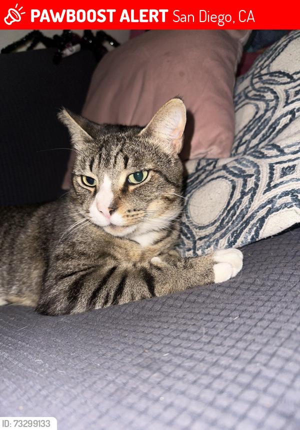 Lost Male Cat last seen Holly Dr and Ocean View Blvd, San Diego, CA 92102