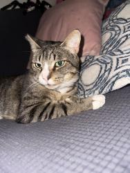 Lost Male Cat last seen Holly Dr and Ocean View Blvd, San Diego, CA 92102