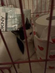 Reunited Female Cat last seen Julian Ave and South Evan’s, San Diego, CA 92113