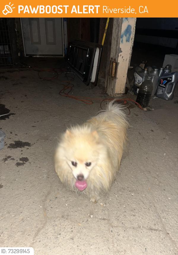 Found/Stray Unknown Dog last seen Adams riverside California, Riverside, CA 92504