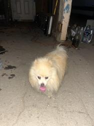 Found/Stray Unknown Dog last seen Adams riverside California, Riverside, CA 92504