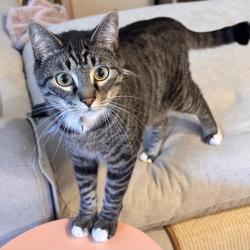 Lost Male Cat last seen SE 160th Ave, SE 19th st, Vancouver, WA 98683