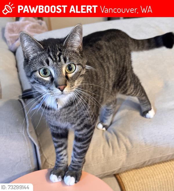 Lost Male Cat last seen SE 160th Ave, SE 19th st, Vancouver, WA 98683