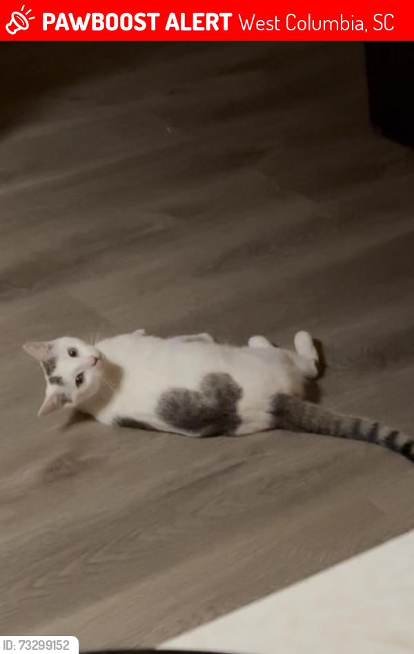 Lost Male Cat last seen Office building 1323 Platt Springs Rd West Columbia, SC 29169 United States, West Columbia, SC 29169