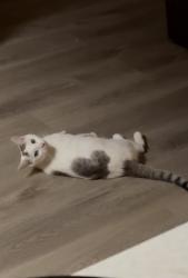 Lost Male Cat last seen Office building 1323 Platt Springs Rd West Columbia, SC 29169 United States, West Columbia, SC 29169