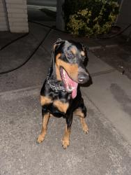 Found/Stray Male Dog last seen Sylvan and Oakdale, Modesto, CA 95355