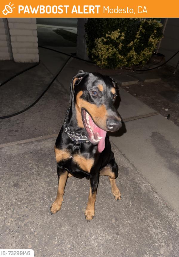 Found/Stray Male Dog last seen Sylvan and Oakdale, Modesto, CA 95355