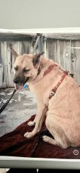 Lost Male Dog last seen Eucalyptus st and Orchid, Hesperia, CA 92345