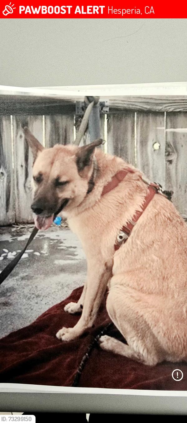 Lost Male Dog last seen Eucalyptus st and Orchid, Hesperia, CA 92345