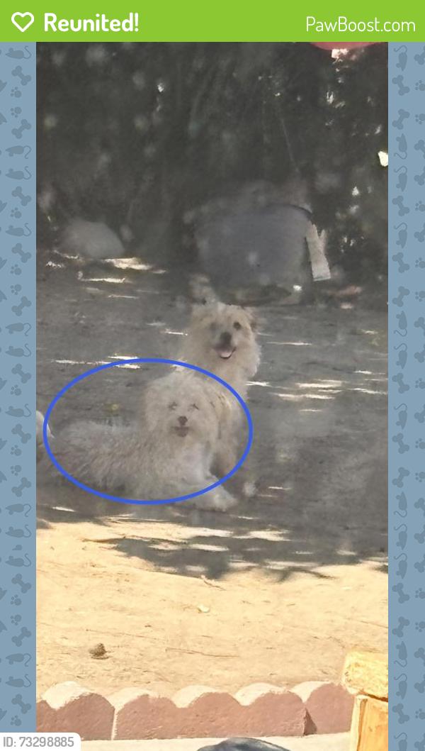 Reunited Male Dog last seen 36th St E, Palmdale, CA 93550, USA, Palmdale, CA 93550