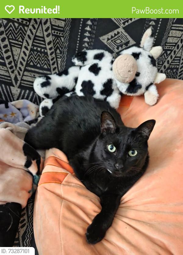 Reunited Male Cat last seen Main and Lar Ann Streets, Belgium, WI 53004