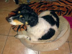 Reunited Male Dog last seen Near Centennial St, Los Angeles, CA 90012, USA, Los Angeles, CA 90012