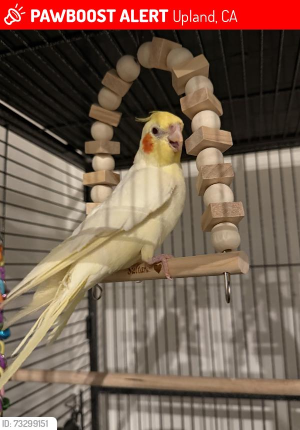 Lost Male Bird last seen Rosemary way upland CA 91786, Upland, CA 91786
