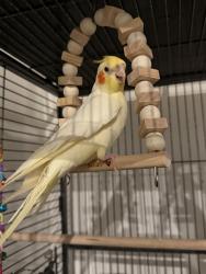 Lost Male Bird last seen Rosemary way upland CA 91786, Upland, CA 91786