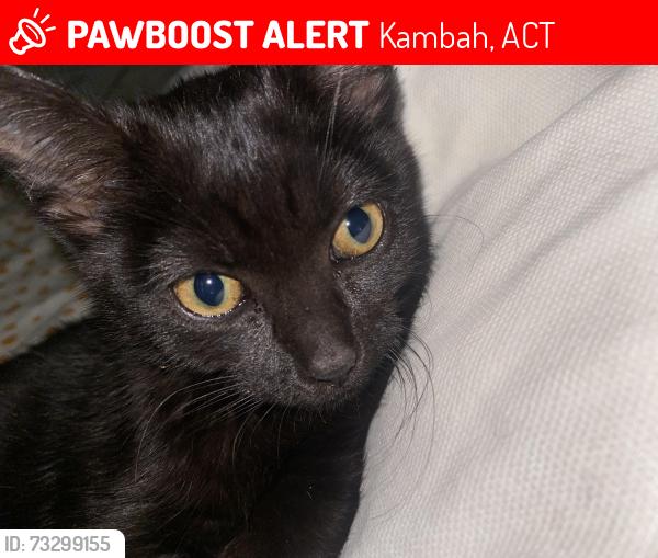 Lost Female Cat last seen bosworth circuit, Kambah, ACT 2902
