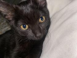 Lost Female Cat last seen bosworth circuit, Kambah, ACT 2902