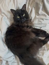 Reunited Female Cat last seen La Brea, Los Angeles, CA 90036