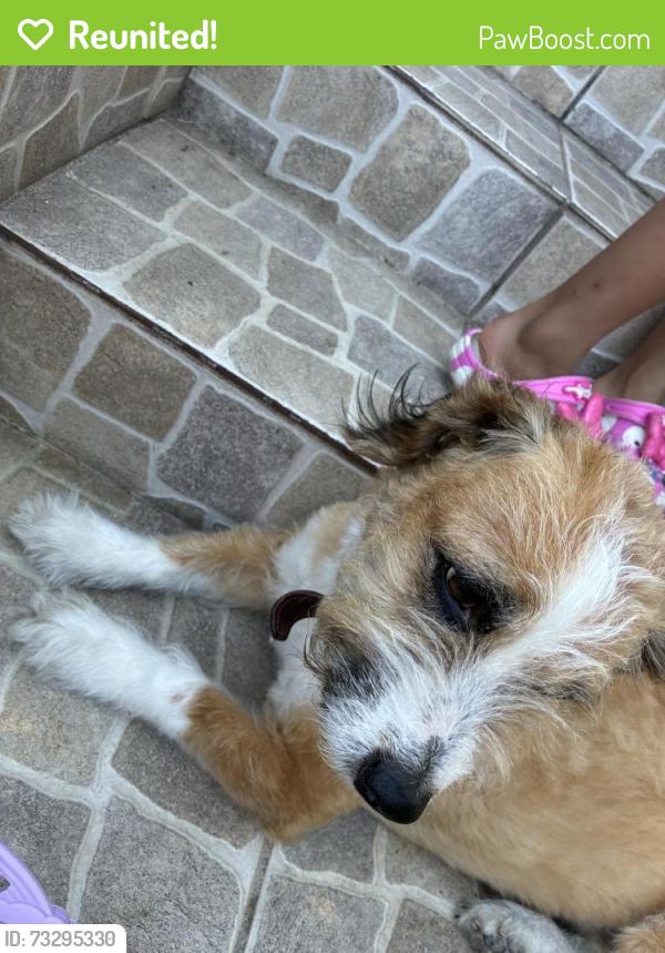 Reunited Unknown Dog last seen Vermont and Adams, Los Angeles, CA 90007