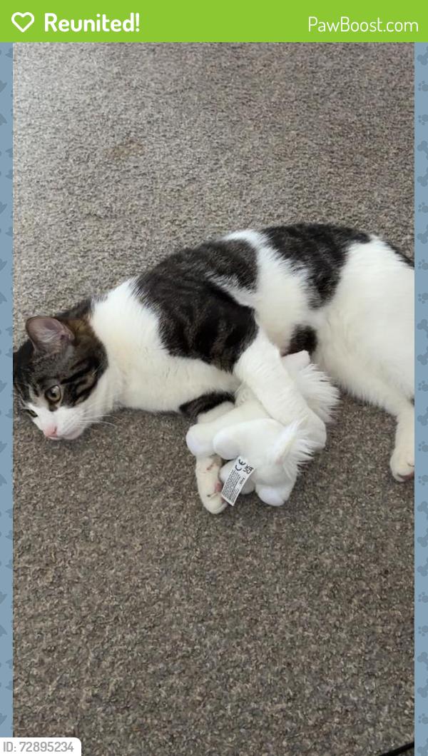 Reunited Male Cat last seen W168 Gunning Park Recreation Center, Cleveland, OH 44135