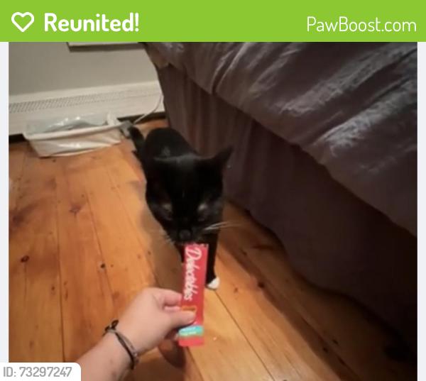 Reunited Male Cat last seen Green st, shamrock elementary, Woburn, MA 01801