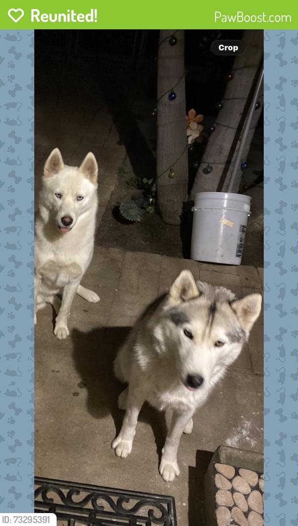 Reunited Female Dog last seen Near Goodyear St, San Diego, CA 92113, USA, San Diego, CA 92113